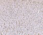 Anti-SND1 Antibody Picoband™ (monoclonal, 6G3B4)